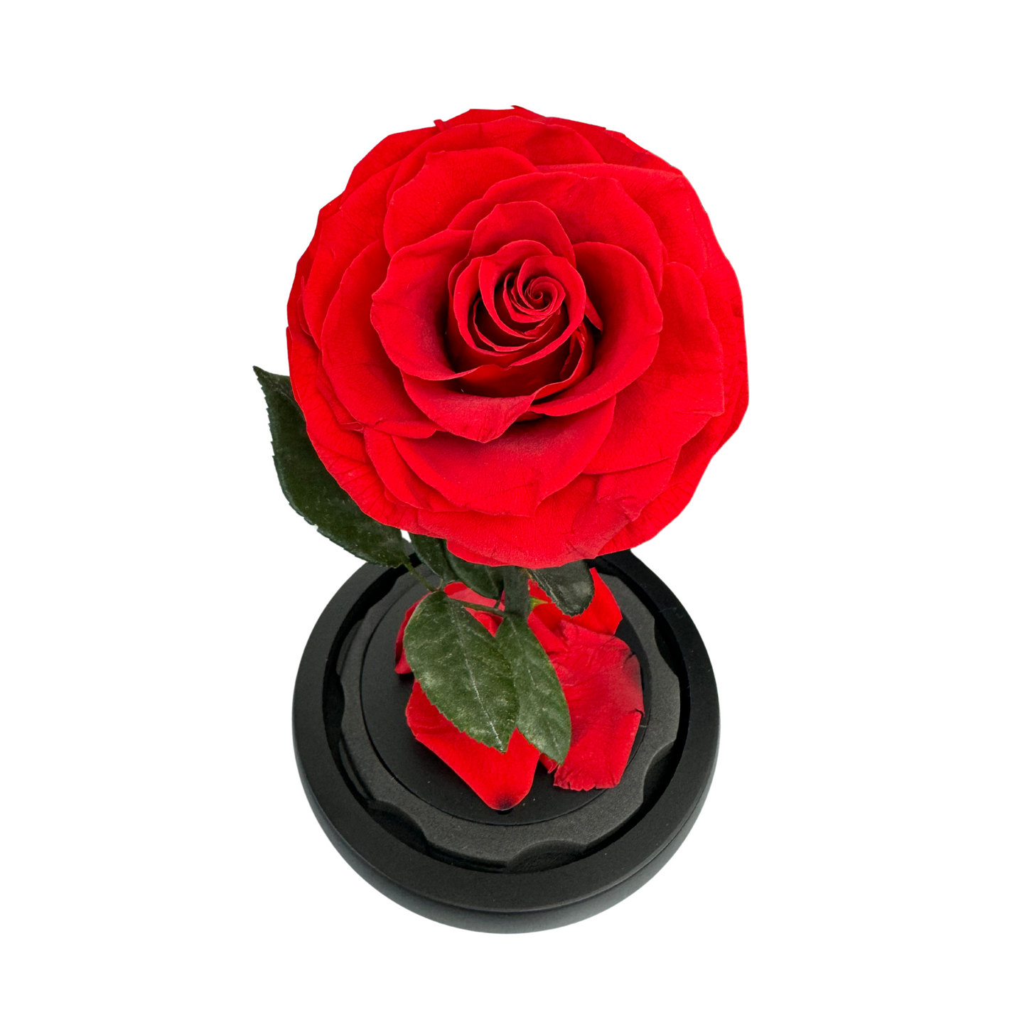 Enchanted Red Preserved Rose in Glass Dome